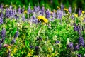 Detail of Flowers in a field Royalty Free Stock Photo