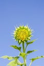 Close up image of sun flower