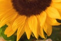 Close up image of SunFlower Background with real beautiful bokeh. Royalty Free Stock Photo