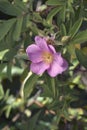 Close-up image of Swamp rose flower
