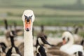 Close-up image of a swan head in a herd of white Mute Swans - Cygnus Olor