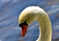 Shy Swan, in closeup. Royalty Free Stock Photo