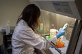 A woman scientist wearing lab coat and nitrile gloves is working