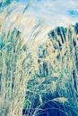 Close up image of tall grasses