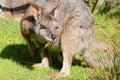 Close up image of a Tammar Wallaby Royalty Free Stock Photo