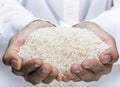 Close up image of thai jasmine rice on hand Royalty Free Stock Photo