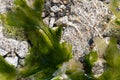 Floating Sea Kelp Close Up