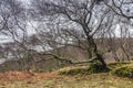 Mossy trees Royalty Free Stock Photo