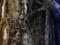 A close-up image of the thorny roots of a giant fig tree, wrapped around the trunk of a tree in a tropical rainforest Royalty Free Stock Photo