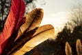 Sacred Smudge Feathers at Sunset Royalty Free Stock Photo