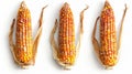 Close-up image of three ears of corn on a white surface Royalty Free Stock Photo