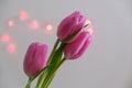 Close-up image of Three Pink Tulips with a Light Bokeh Background Royalty Free Stock Photo