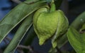 close up of the tiny soursop fruit bud on the stem. Royalty Free Stock Photo