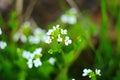 close-up image of tiny white flowers of Alyssum maritimum, common name sweet alyssum