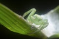 Close up with the tiny white green crab spider Royalty Free Stock Photo