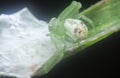 Close up with the tiny white green crab spider Royalty Free Stock Photo