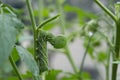 Close-up image of a tobacco hornworm on the stem of a tomato plant in a home garden in summer Royalty Free Stock Photo