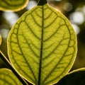 The fine textures of the leaf surface, capturing its natural Royalty Free Stock Photo