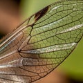 Close-up image of a translucent insect wing, showcasing its intricate netw Royalty Free Stock Photo