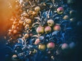 Morning sunlight reflecting on apple tree - close-up