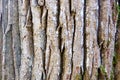 Background Texture of Tree Bark