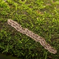 The textured moss gives the scene a lush appearance contrasting with the Royalty Free Stock Photo