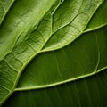 Close Up Image Of Tulip Leaf: Organic Contours And High Resolution