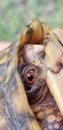 Close up image of a turtle in its shell Royalty Free Stock Photo