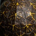 Close-up image of a turtle shell featuring a dark brown surface with intricate, yellow Royalty Free Stock Photo