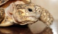 The close up image of Turtle& x27;s face Royalty Free Stock Photo