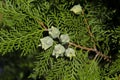 Close-up image of a twig of a common cypress with fruit Royalty Free Stock Photo