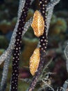 Close-up image of two eggs perched on the stem of a plant, with a small sea slug in the background Royalty Free Stock Photo