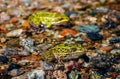 A close up image of two green leopard frogs sitting on a very colorful sandy beach.