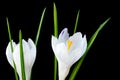 Close up image of two white crocus flowers Royalty Free Stock Photo