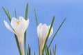 Close up image of two white crocus flowers Royalty Free Stock Photo