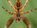 P8110396 close-up underside of a cross orbweaver spider, Araneus diadematus, on web cECP 2014