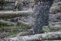 Close-up of an unknown woodcutter sawing tree trunk in motion and sawdust fly to side. Royalty Free Stock Photo