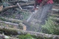 Close-up of an unknown woodcutter sawing tree trunk in motion and sawdust fly to side. Royalty Free Stock Photo