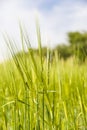 Barley Stalks