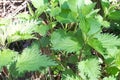 A close-up image of Urtica dioica, commonly known nettle plant and its leaves. Royalty Free Stock Photo