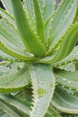 Close-up image of Variegated Candelabra aloe