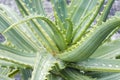 Close-up image of Variegated Candelabra aloe