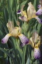 Close-up image of Variegated Sweet iris flowers