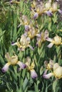 Close-up image of Variegated Sweet iris flowers