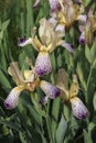 Close-up image of Variegated Sweet iris flowers