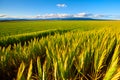 Close-up barley field ready for harvest generated by ai