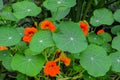 Close-up image of Vibrant orange Nasturtium flowers Tropaeolum majus