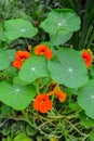 Close-up image of Vibrant orange Nasturtium flowers Tropaeolum majus