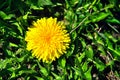 A close-up image of a vibrant yellow dandelion flower blooming in a field of lush green grass. A large and beautiful dandelion Royalty Free Stock Photo