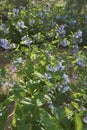 Close-up image of Virginia bluebells flowers Royalty Free Stock Photo